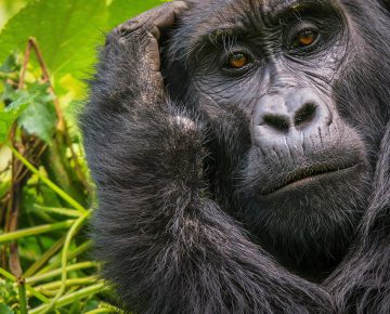 Compare Gorilla Trekking in Uganda and Rwanda