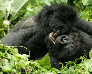 When to visit D.R. Congo?