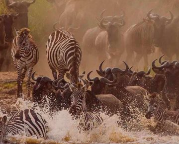 8 Days Serengeti Migration & Gorilla Trekking
