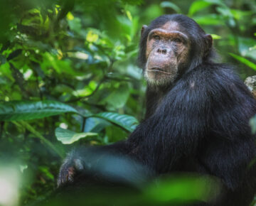 11 Days Uganda-Rwanda Gorilla Safari