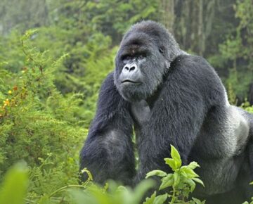 4 Days Lake Mutanda and Bwindi Gorilla Trekking in Uganda
