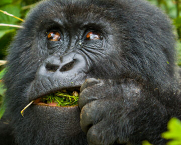 6 Days Double Gorilla Trekking in Uganda And Rwanda